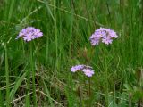 Primula farinosa