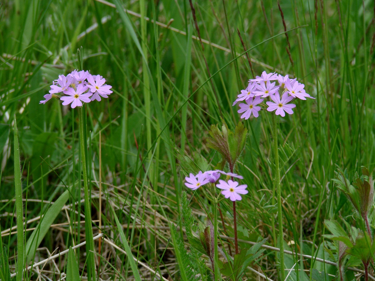 Изображение особи Primula farinosa.