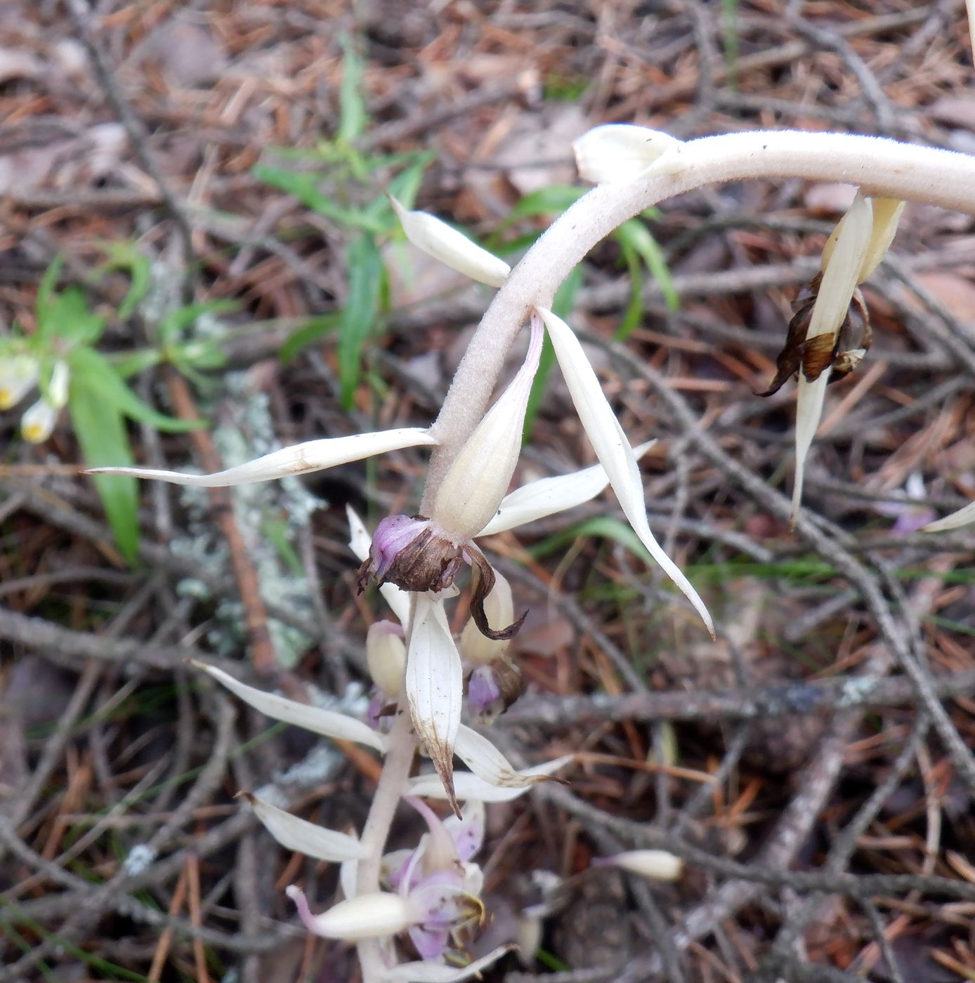 Image of Epipactis helleborine specimen.