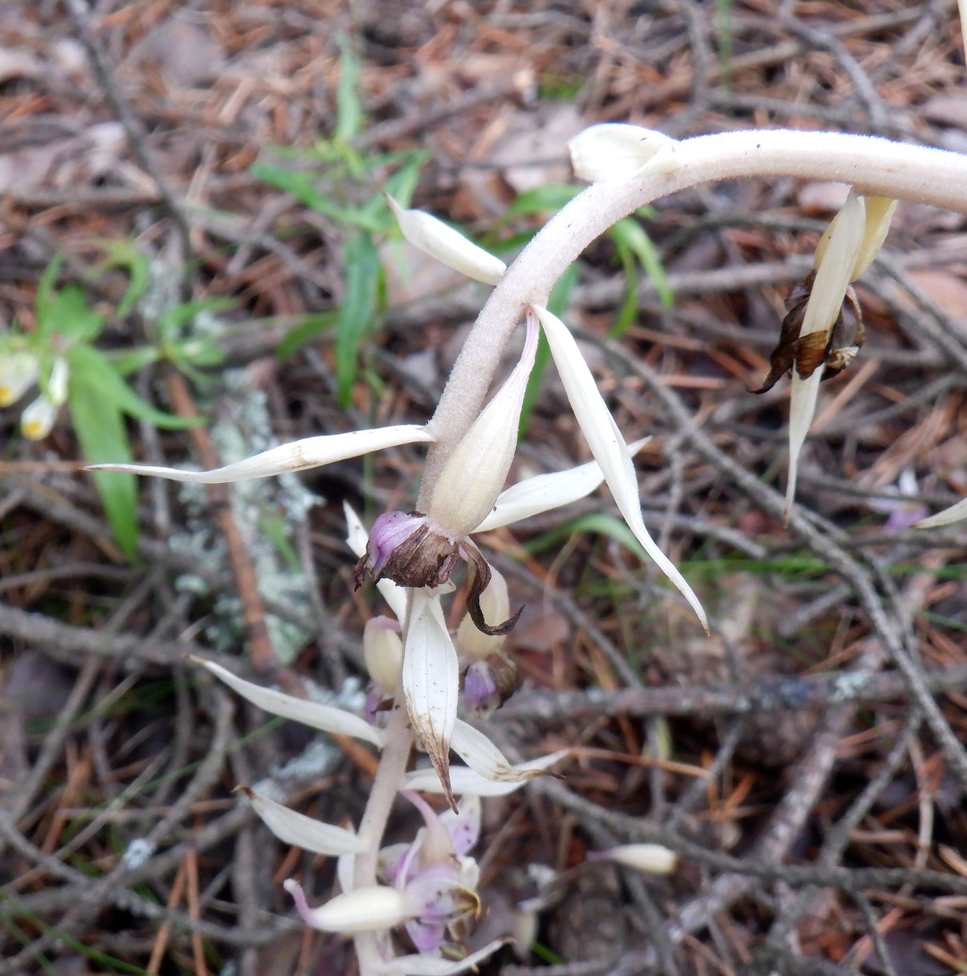 Изображение особи Epipactis helleborine.