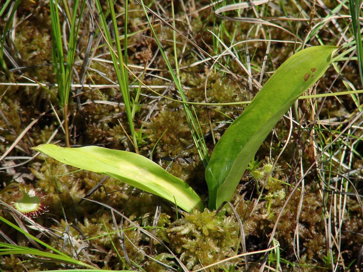 Image of Smilacina trifolia specimen.