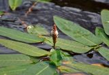 Persicaria amphibia