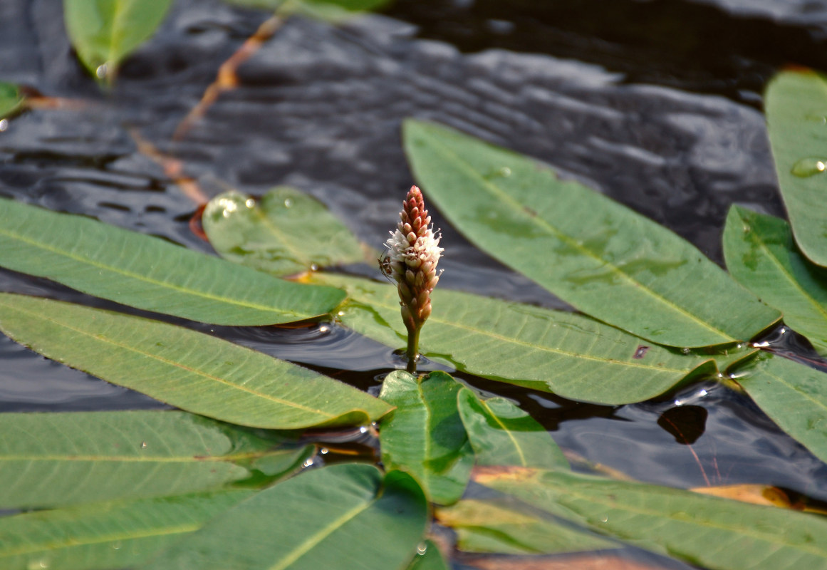 Image of Persicaria amphibia specimen.