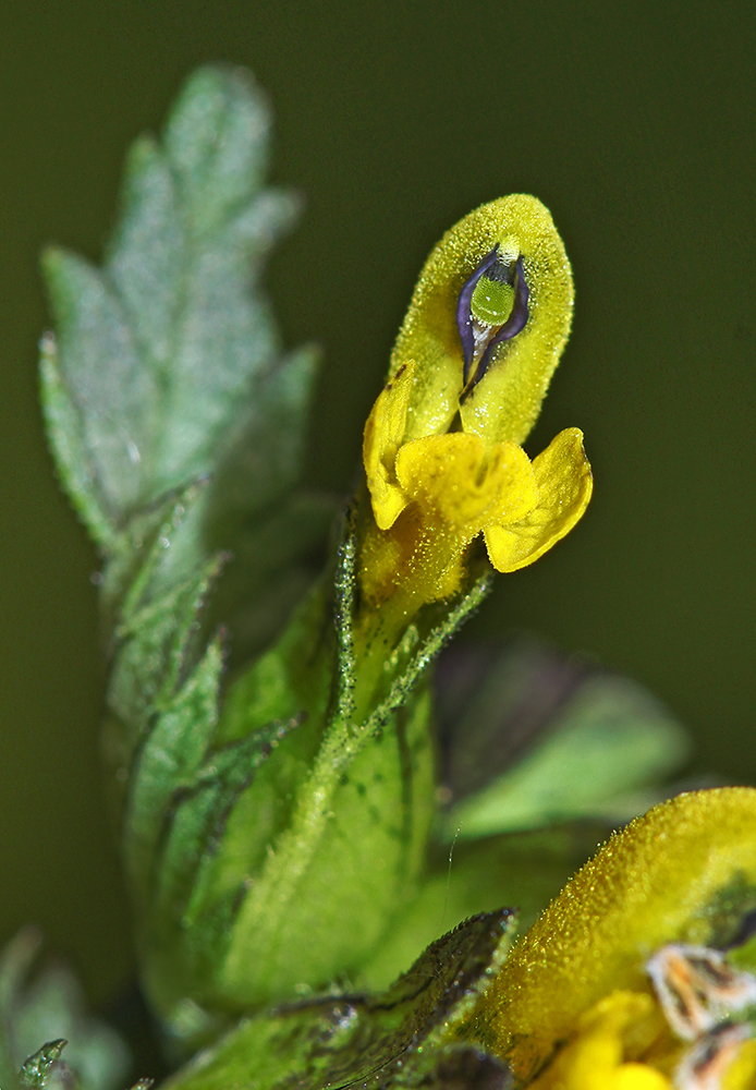 Изображение особи Rhinanthus minor.