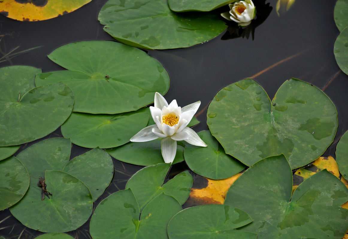 Изображение особи Nymphaea alba.