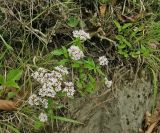 Valeriana tripteris