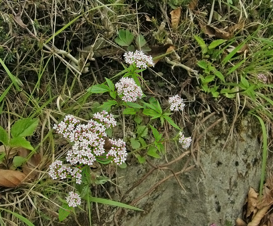 Изображение особи Valeriana tripteris.