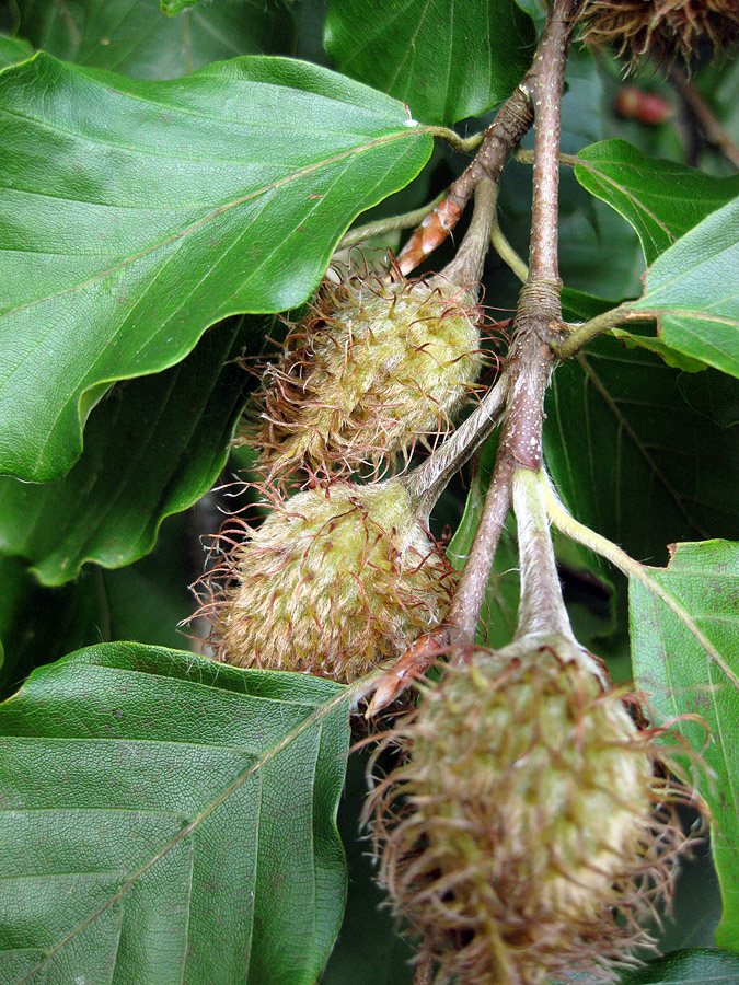 Image of Fagus sylvatica specimen.