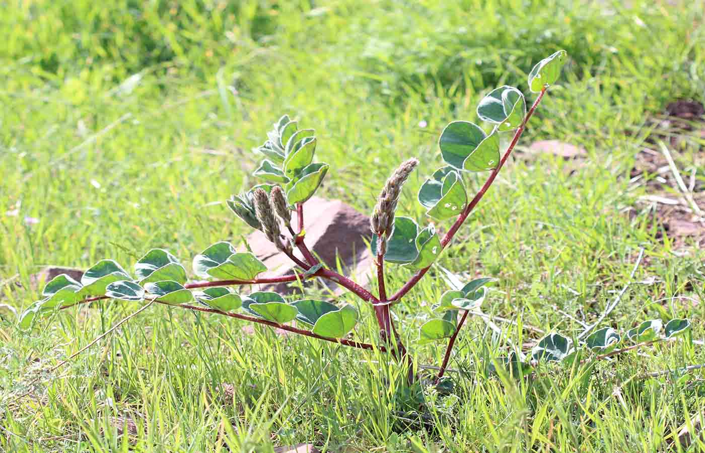 Изображение особи Astragalus bucharicus.