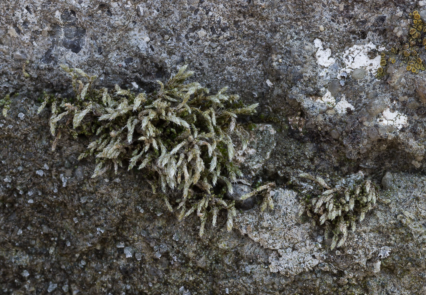 Image of Hedwigia ciliata specimen.