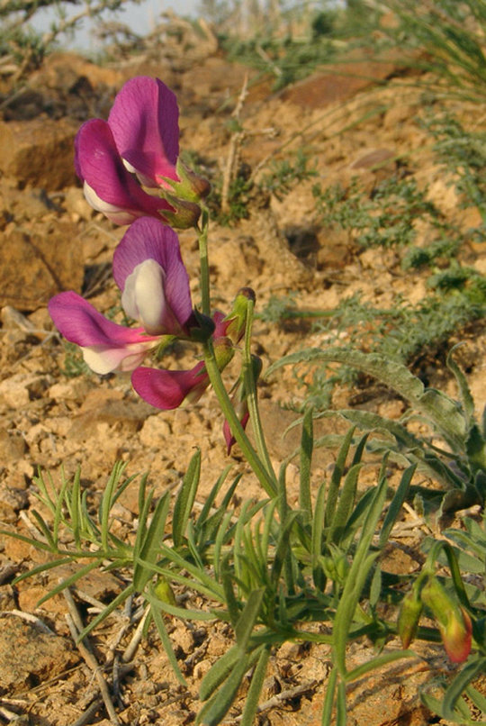 Изображение особи Vicia subvillosa.