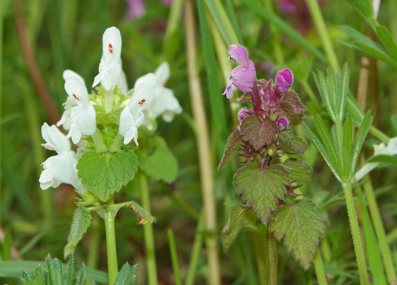 Изображение особи Lamium purpureum.