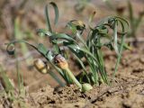 Sternbergia colchiciflora