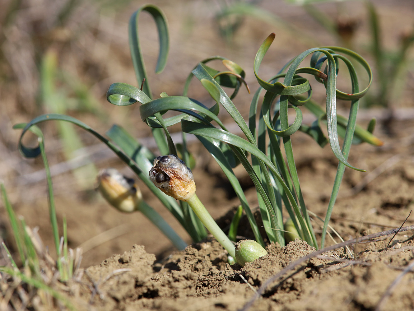 Image of Sternbergia colchiciflora specimen.