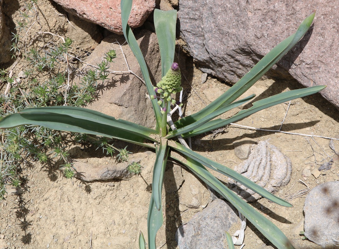 Image of genus Bellevalia specimen.