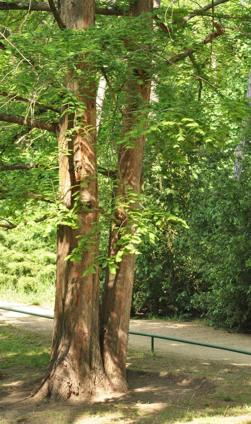 Image of Metasequoia glyptostroboides specimen.