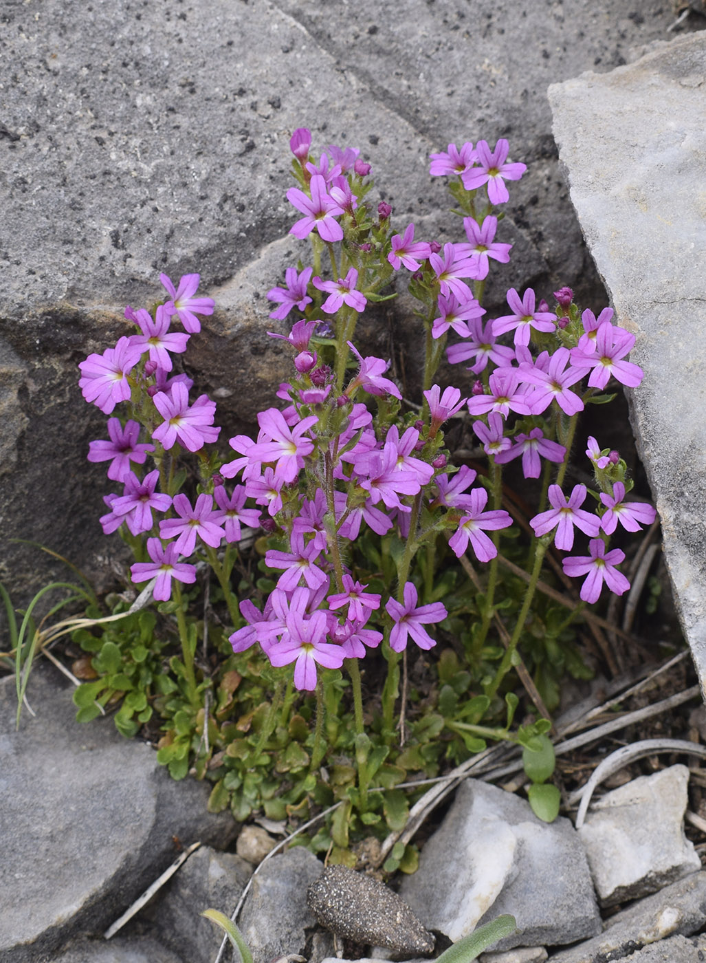 Image of Erinus alpinus specimen.