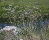 Gypsophila altissima. Цветущее растение. Пермский край, Кунгурский р-н, окр. с. Каширино, долина р. Сылва, обнажение гипсов, вершина скалистого выступа. 06.06.2021.