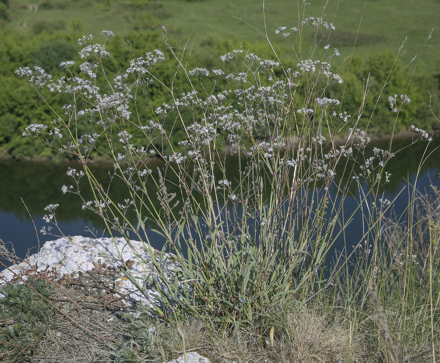 Изображение особи Gypsophila altissima.