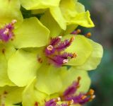 Verbascum nigrum. Цветок (вид сбоку). Украина, Ивано-Франковская обл., Надворнянский р-н, с. Максимец. 28 августа 2010 г.