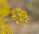 genus Ferula