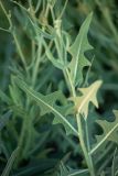 Lactuca tatarica. Часть побега. Краснодарский край, Темрюкский р-н, окр. пос. Кучугуры, мыс Пеклы, ракушечно-песчаный берег под береговым глинистым склоном. 02.07.2021.