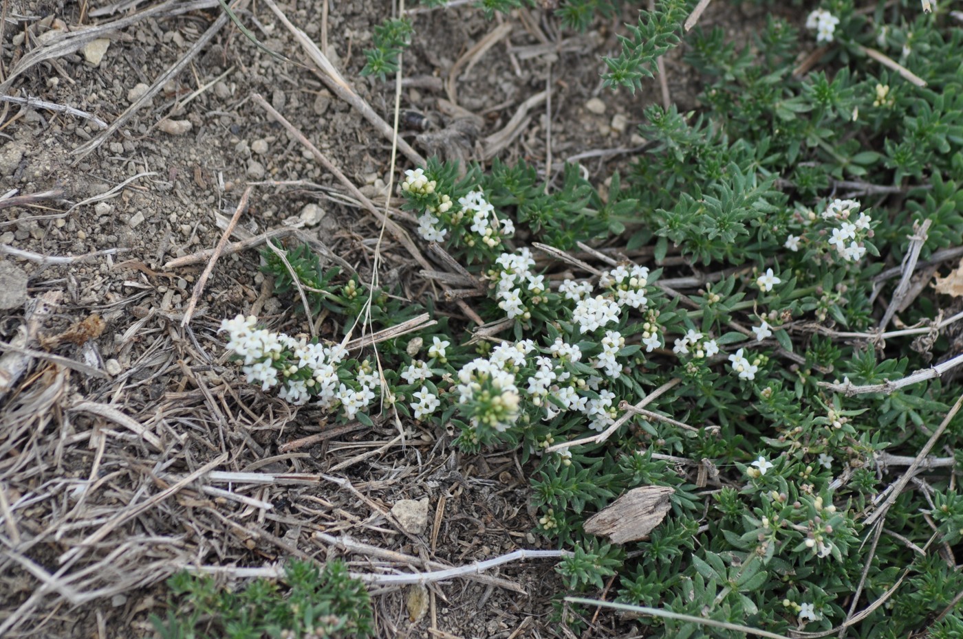 Image of Galium vartanii specimen.