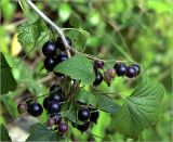 Ribes nigrum