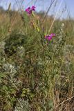 Dianthus versicolor