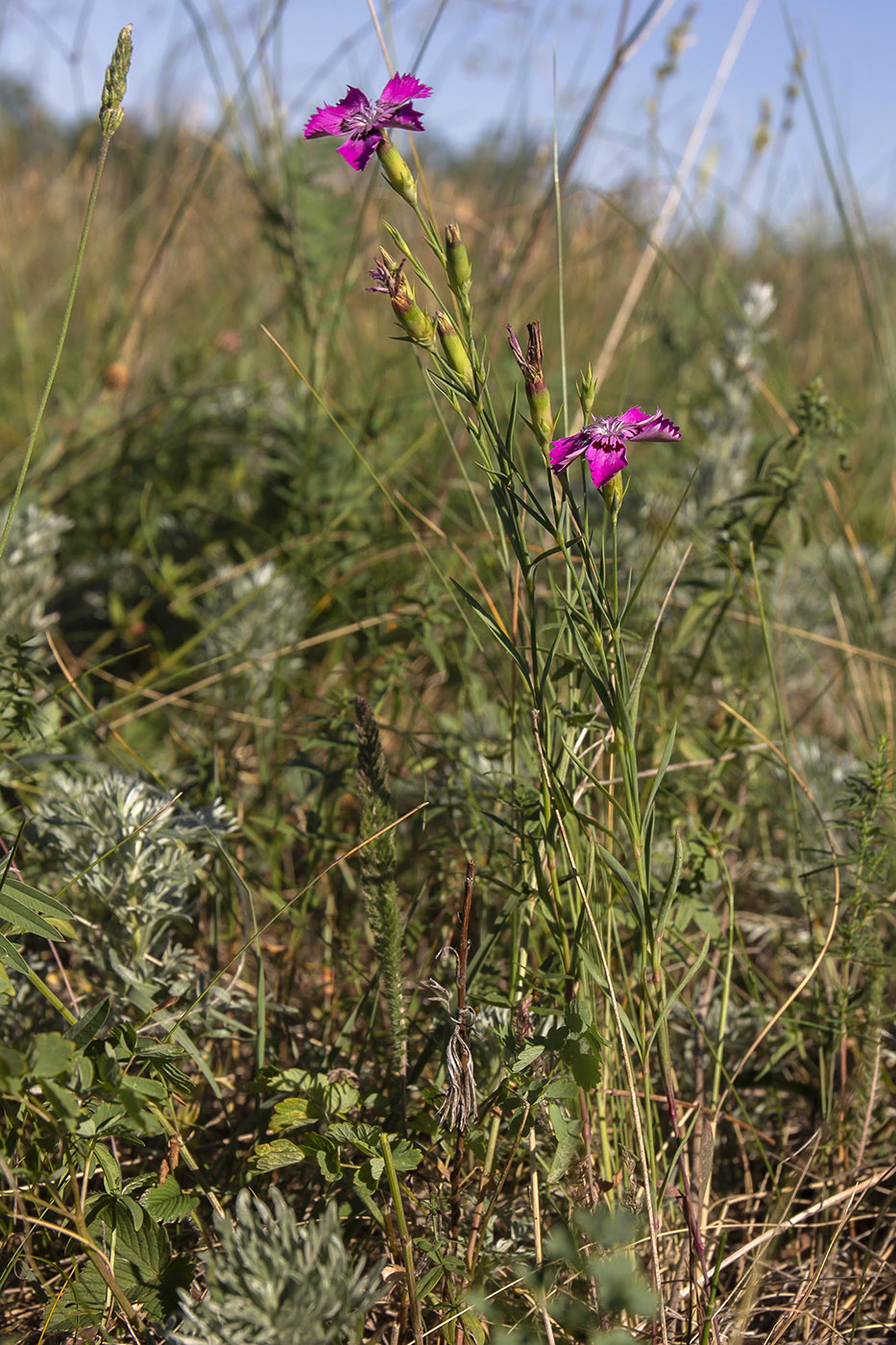 Изображение особи Dianthus versicolor.