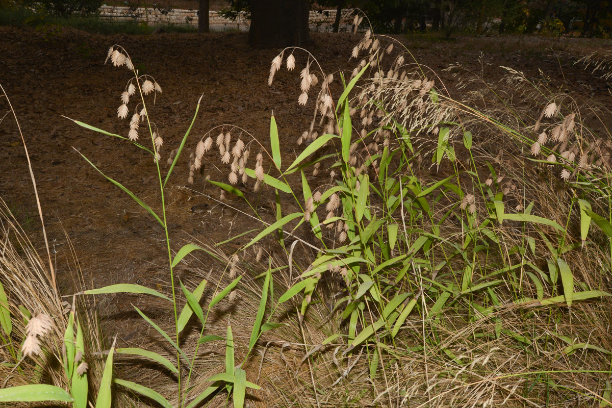 Изображение особи Chasmanthium latifolium.