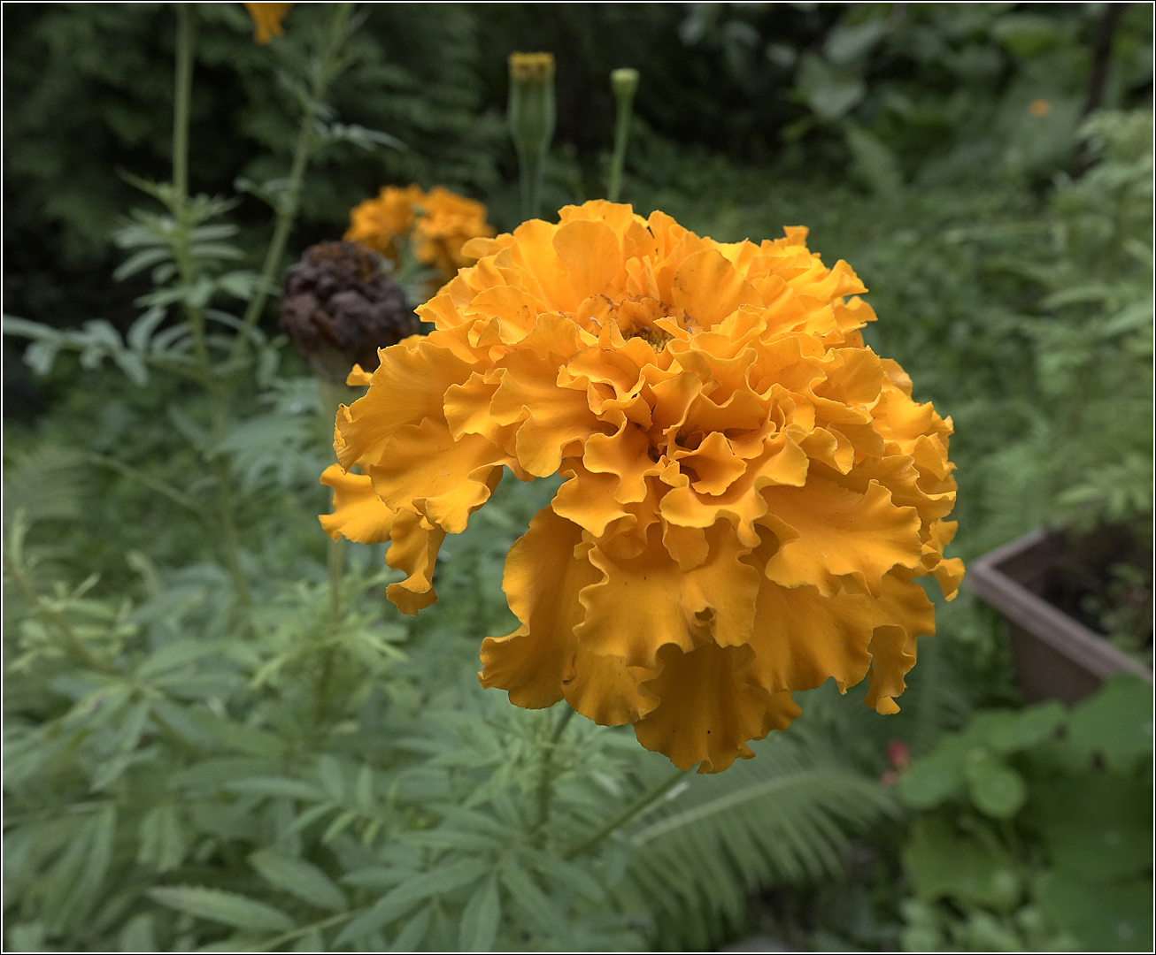 Изображение особи Tagetes erecta.