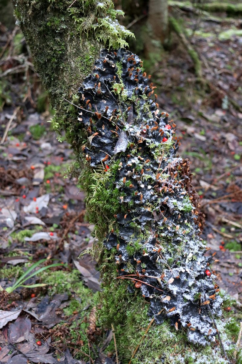 Изображение особи Peltigera rufescens.