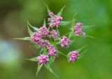 Chaerophyllum rubellum. Бутоны. Республика Северная Осетия-Алания, Ирафский р-н, Большой Кавказ, правый берег р. Даргонком, у начала морены ледника Донисарцете, ≈ 2640 м н.у.м., влажный берег ручья. 05.07.2021.