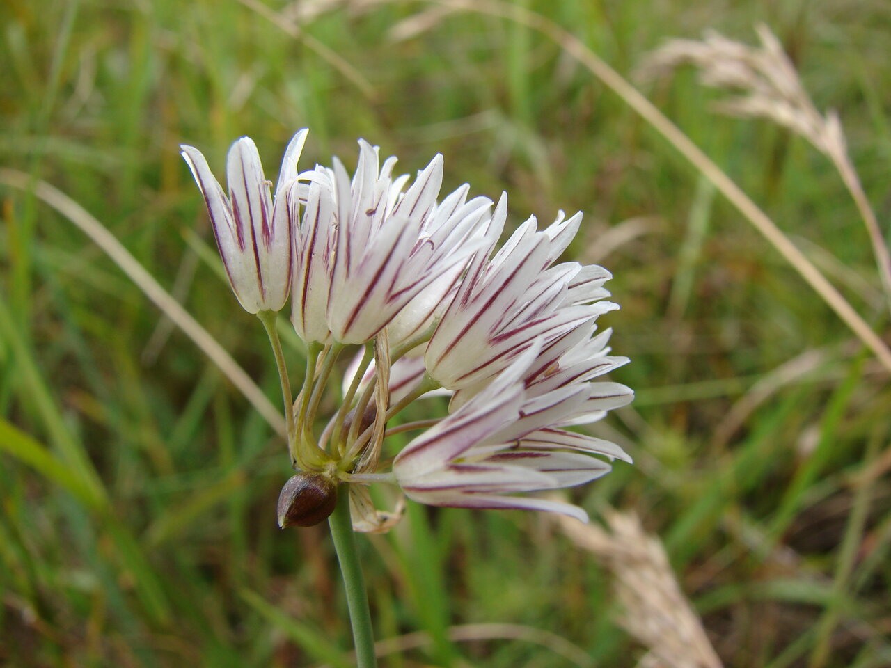 Изображение особи Allium melanantherum.