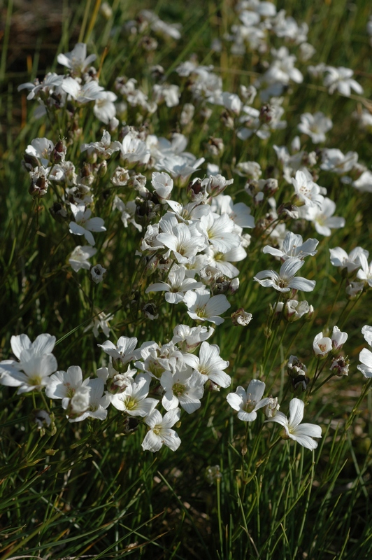 Image of Eremogone formosa specimen.