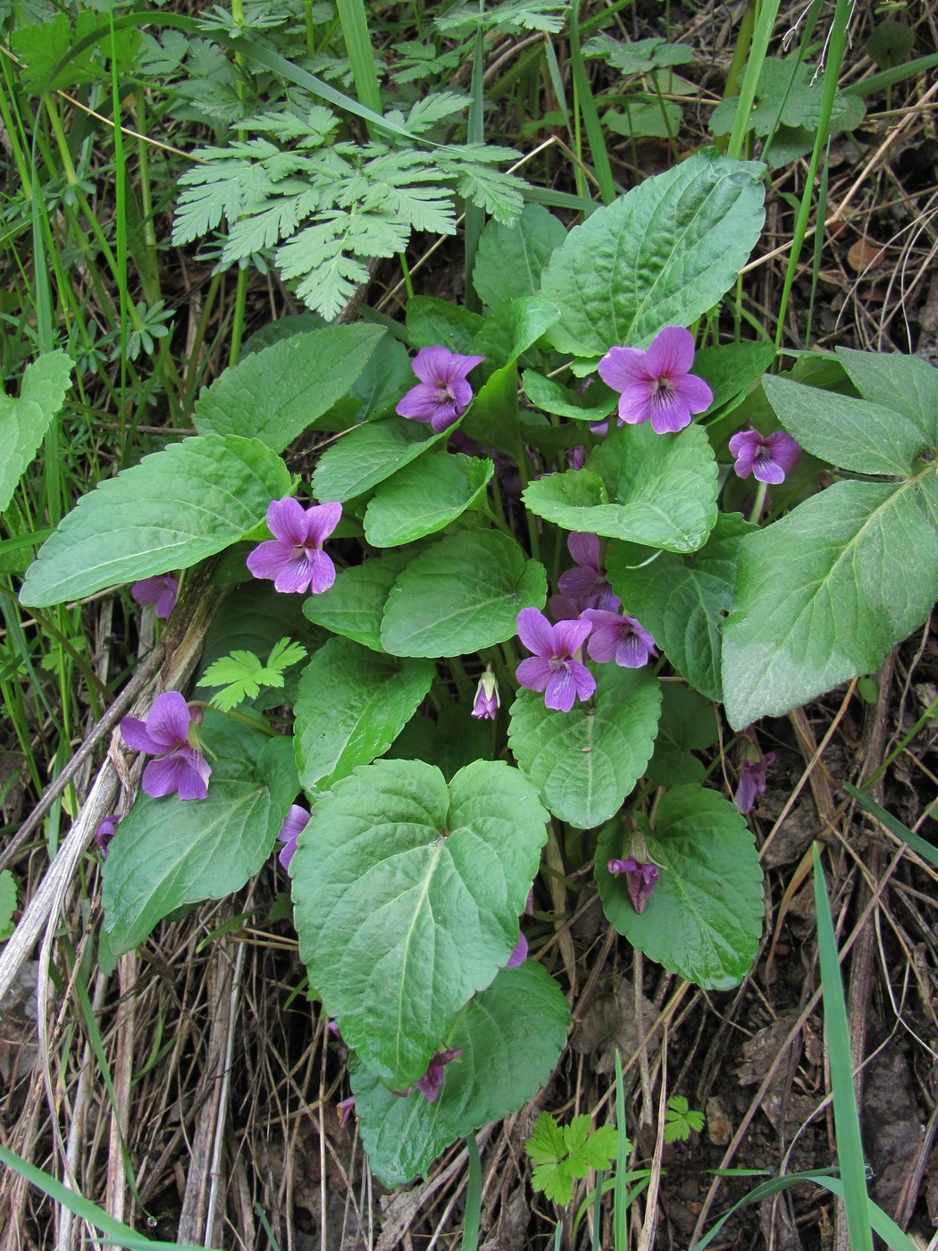 Image of Viola somchetica specimen.