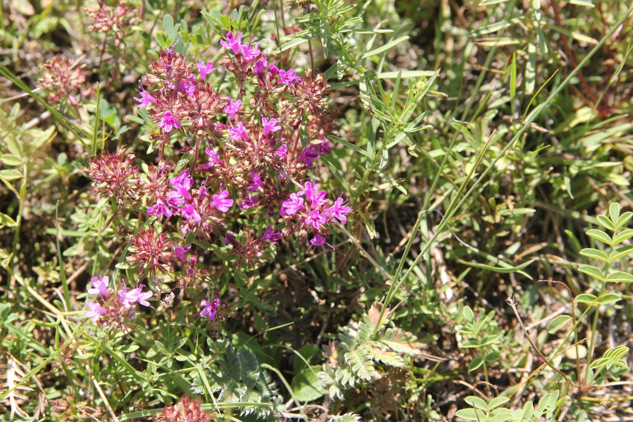 Изображение особи род Thymus.