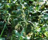 Scirpus sylvaticus. Соплодие. Московская обл., Одинцовский р-н, окр. г. Кубинка, опушка смешанного леса. 27.07.2021.