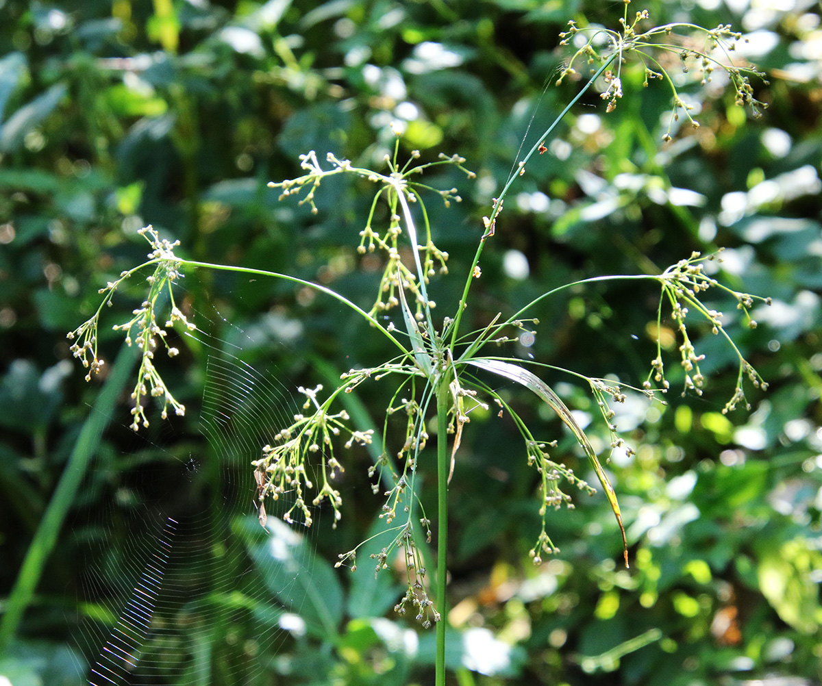 Изображение особи Scirpus sylvaticus.