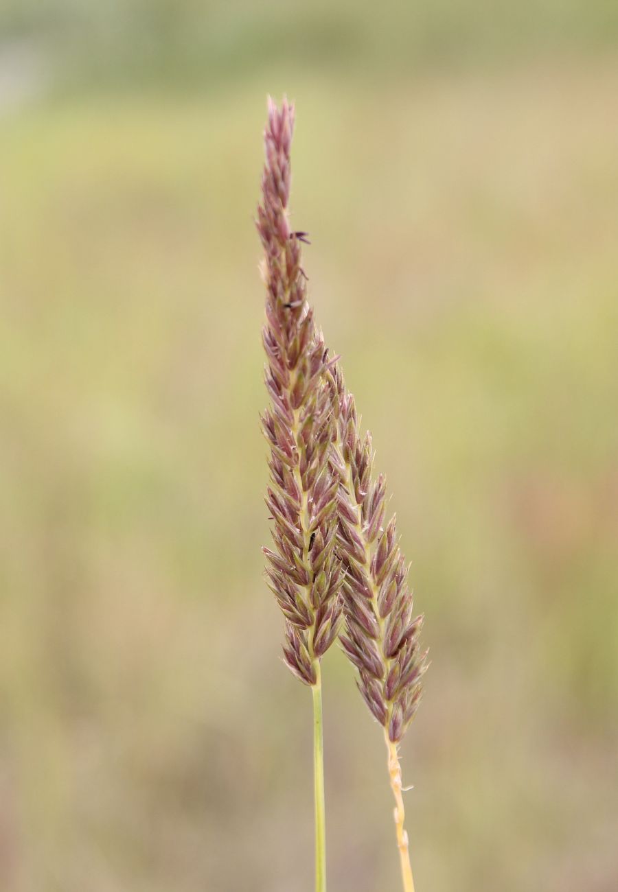 Image of genus Leymus specimen.