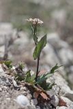 Microthlaspi perfoliatum