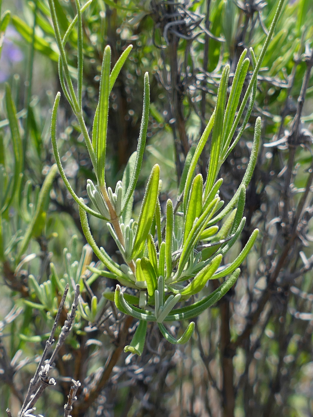 Image of Lavandula angustifolia specimen.