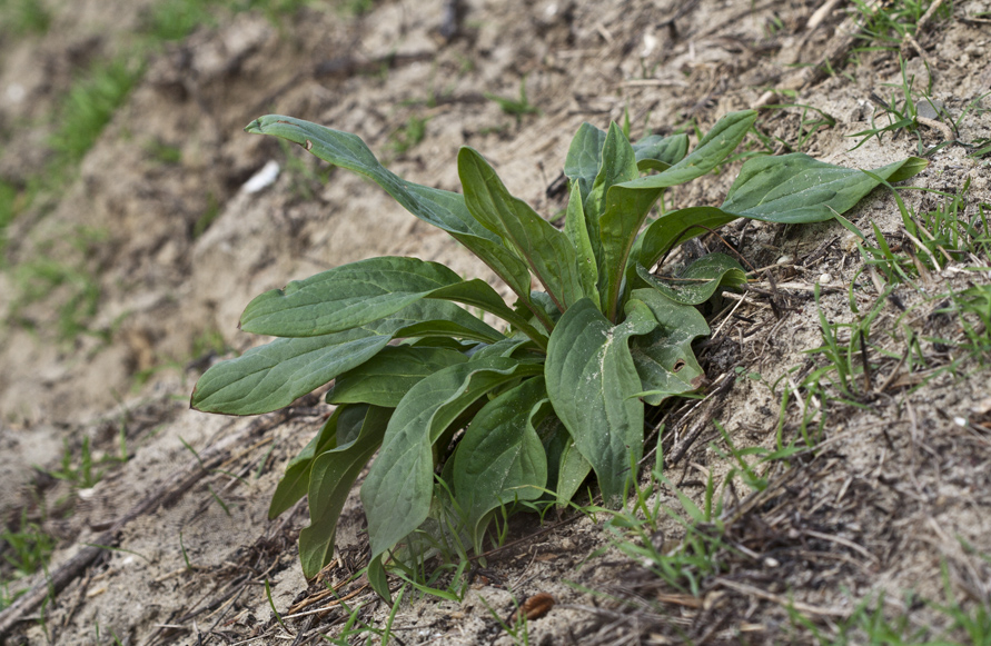 Изображение особи Cynoglossum officinale.