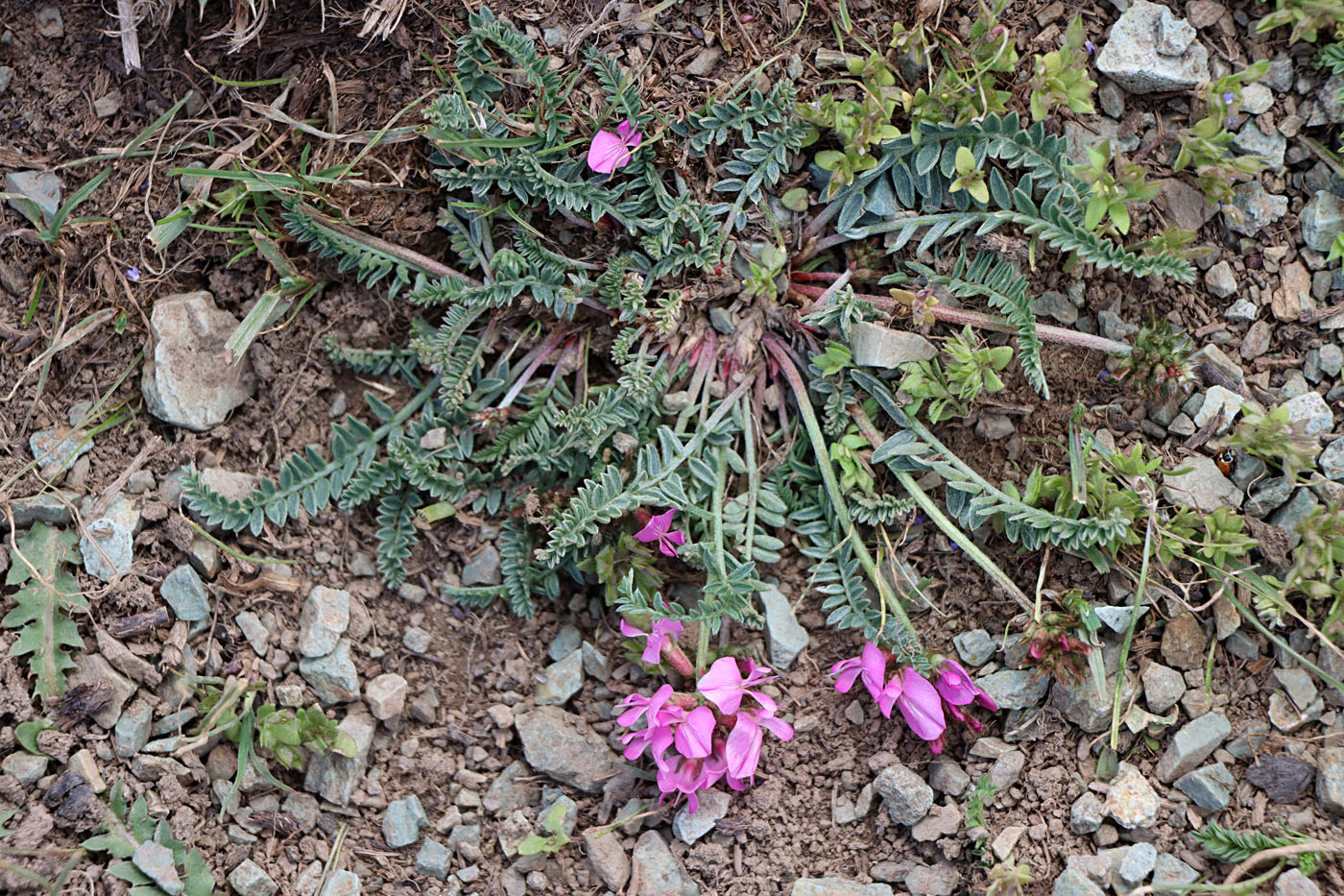 Изображение особи Oxytropis lasiocarpa.