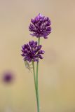 Allium rotundum