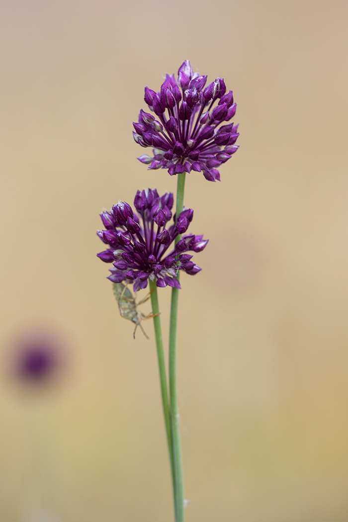 Изображение особи Allium rotundum.