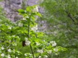 Staphylea colchica. Верхушка цветущей веточки с прошлогодним соплодием. Абхазия, Гудаутский р-н, Рицинский реликтовый национальный парк, долина р. Гега, широколиственный лес. 17.05.2021.