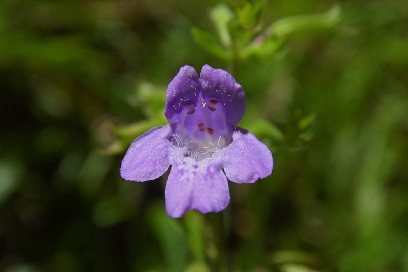 Image of Drymosiphon grandiflorus specimen.