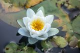 Nymphaea alba. Цветок (на переднем плане - листья Hydrocharis и др. растений). Ростовская обл., Шолоховский р-н, окр. станицы Вёшенская, ООПТ \"Шолоховские озёра\", оз. Подольхи. 24.07.2022.